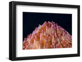 Red Disc Coral (Fungia sp.) polyps, Lembeh Straits, Sulawesi, Sunda Islands-Colin Marshall-Framed Photographic Print