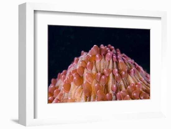 Red Disc Coral (Fungia sp.) polyps, Lembeh Straits, Sulawesi, Sunda Islands-Colin Marshall-Framed Photographic Print