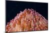 Red Disc Coral (Fungia sp.) polyps, Lembeh Straits, Sulawesi, Sunda Islands-Colin Marshall-Mounted Photographic Print