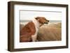 Red Dog on a Windy Hillside-S Curtis-Framed Photographic Print