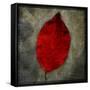 Red Dogwood-John W Golden-Framed Stretched Canvas