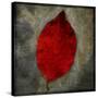 Red Dogwood-John W Golden-Stretched Canvas