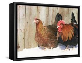 Red Dorking Domestic Chicken Cock and Hen, in Snow, Iowa, USA-Lynn M. Stone-Framed Stretched Canvas