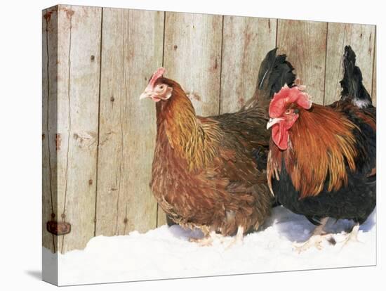 Red Dorking Domestic Chicken Cock and Hen, in Snow, Iowa, USA-Lynn M. Stone-Stretched Canvas