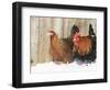 Red Dorking Domestic Chicken Cock and Hen, in Snow, Iowa, USA-Lynn M. Stone-Framed Premium Photographic Print