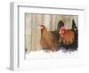 Red Dorking Domestic Chicken Cock and Hen, in Snow, Iowa, USA-Lynn M. Stone-Framed Premium Photographic Print