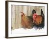 Red Dorking Domestic Chicken Cock and Hen, in Snow, Iowa, USA-Lynn M. Stone-Framed Photographic Print