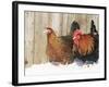 Red Dorking Domestic Chicken Cock and Hen, in Snow, Iowa, USA-Lynn M. Stone-Framed Photographic Print