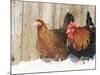 Red Dorking Domestic Chicken Cock and Hen, in Snow, Iowa, USA-Lynn M. Stone-Mounted Photographic Print