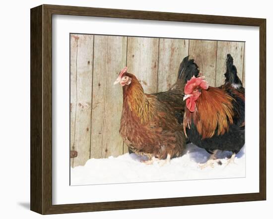 Red Dorking Domestic Chicken Cock and Hen, in Snow, Iowa, USA-Lynn M. Stone-Framed Photographic Print