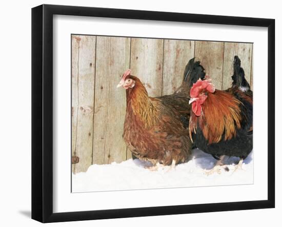 Red Dorking Domestic Chicken Cock and Hen, in Snow, Iowa, USA-Lynn M. Stone-Framed Photographic Print