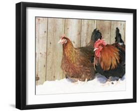 Red Dorking Domestic Chicken Cock and Hen, in Snow, Iowa, USA-Lynn M. Stone-Framed Photographic Print