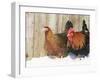Red Dorking Domestic Chicken Cock and Hen, in Snow, Iowa, USA-Lynn M. Stone-Framed Photographic Print