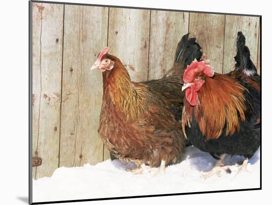 Red Dorking Domestic Chicken Cock and Hen, in Snow, Iowa, USA-Lynn M. Stone-Mounted Photographic Print