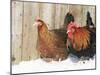 Red Dorking Domestic Chicken Cock and Hen, in Snow, Iowa, USA-Lynn M. Stone-Mounted Photographic Print