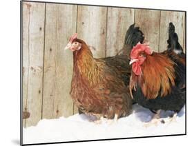 Red Dorking Domestic Chicken Cock and Hen, in Snow, Iowa, USA-Lynn M. Stone-Mounted Photographic Print