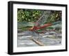 Red Dragonfly-Kirstie Adamson-Framed Giclee Print