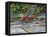 Red Dragonfly-Kirstie Adamson-Framed Stretched Canvas