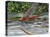 Red Dragonfly-Kirstie Adamson-Stretched Canvas