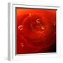 Red Drink Drop I-Tammy Putman-Framed Photographic Print