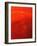 Red Drink Drop II-Tammy Putman-Framed Photographic Print