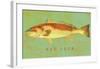 Red Drum-John W^ Golden-Framed Art Print