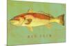 Red Drum-John W Golden-Mounted Giclee Print