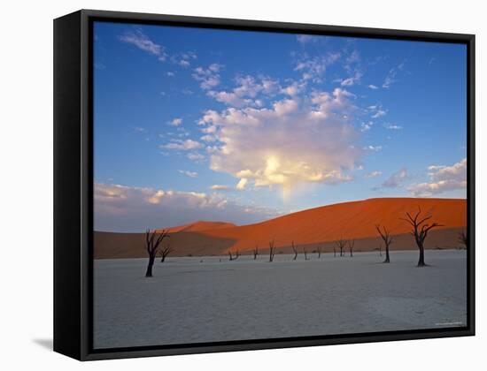 Red dunes and dead acacia tree, Dead Vlei, Namib-Naukluft-Sossusvlei, Namibia-Gavin Hellier-Framed Stretched Canvas