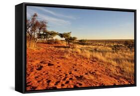 Red Dunes at Sunset, Kalahari-halpand-Framed Stretched Canvas