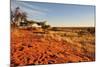 Red Dunes at Sunset, Kalahari-halpand-Mounted Photographic Print