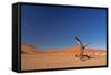 Red Dunes of Sossusvlei-schoolgirl-Framed Stretched Canvas