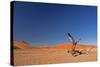 Red Dunes of Sossusvlei-schoolgirl-Stretched Canvas