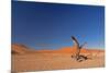 Red Dunes of Sossusvlei-schoolgirl-Mounted Photographic Print