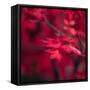 Red Duvet-Philippe Sainte-Laudy-Framed Stretched Canvas