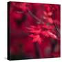 Red Duvet-Philippe Sainte-Laudy-Stretched Canvas