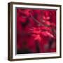 Red Duvet-Philippe Sainte-Laudy-Framed Photographic Print