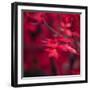 Red Duvet-Philippe Sainte-Laudy-Framed Photographic Print