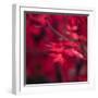 Red Duvet-Philippe Sainte-Laudy-Framed Photographic Print
