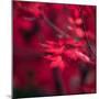 Red Duvet-Philippe Sainte-Laudy-Mounted Photographic Print