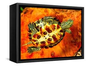 Red Ear Slider Hatchling-David Northcott-Framed Stretched Canvas