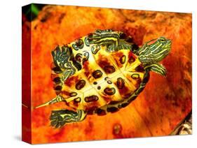 Red Ear Slider Hatchling-David Northcott-Stretched Canvas