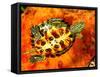 Red Ear Slider Hatchling-David Northcott-Framed Stretched Canvas