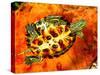 Red Ear Slider Hatchling-David Northcott-Stretched Canvas