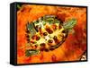 Red Ear Slider Hatchling-David Northcott-Framed Stretched Canvas