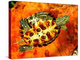 Red Ear Slider Hatchling-David Northcott-Stretched Canvas