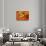 Red Ear Slider Hatchling-David Northcott-Framed Stretched Canvas displayed on a wall