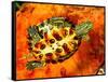 Red Ear Slider Hatchling-David Northcott-Framed Stretched Canvas