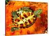 Red Ear Slider Hatchling-David Northcott-Stretched Canvas