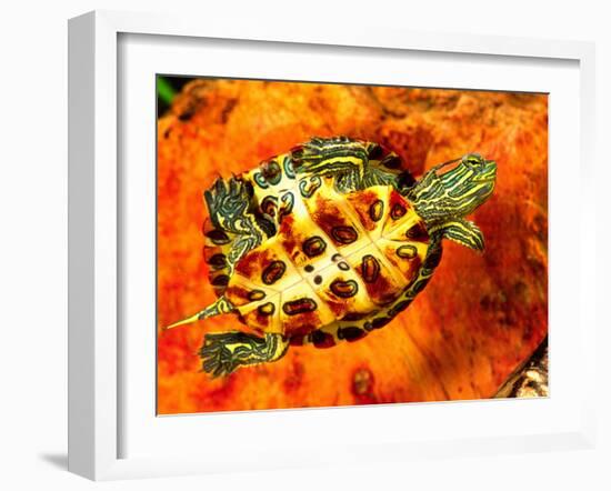 Red Ear Slider Hatchling-David Northcott-Framed Premium Photographic Print