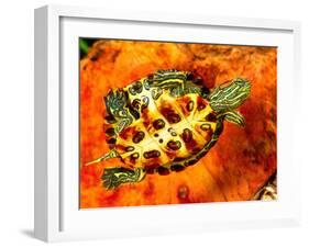 Red Ear Slider Hatchling-David Northcott-Framed Premium Photographic Print